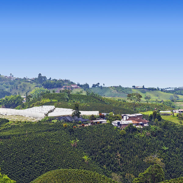 Pereira
